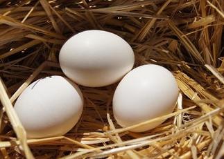 Îndepărtarea corectă a găinilor ouătoare este o garanție a unei productivități bune!