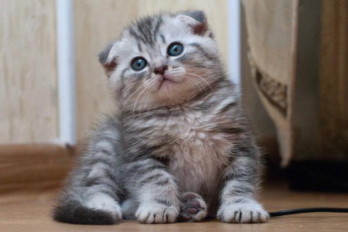 Scottish fold pisici (Scottish Fold): caracter, culori, caracteristici ale rasei