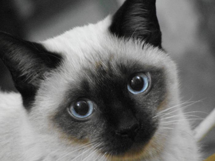 Pisica Thai: o descriere a rasei, personajului, fotografiei