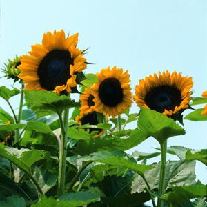 cum să plantezi floarea-soarelui din semințe
