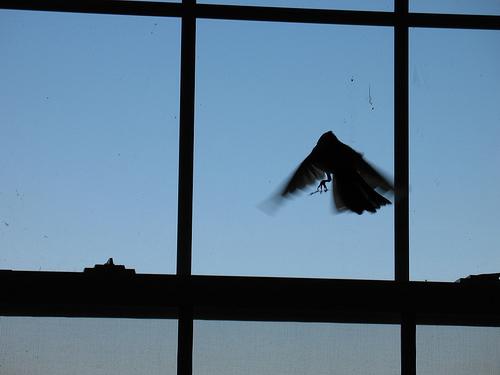 Pasărea a zburat în fereastră - un semn bun sau un semn rău?