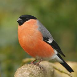 Viața sălbatică: o pasăre cu piept roșu